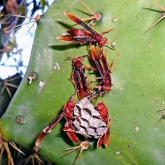 Polistes canadensis  Polistes canadensis,Red paper wasp,Vespidae,red