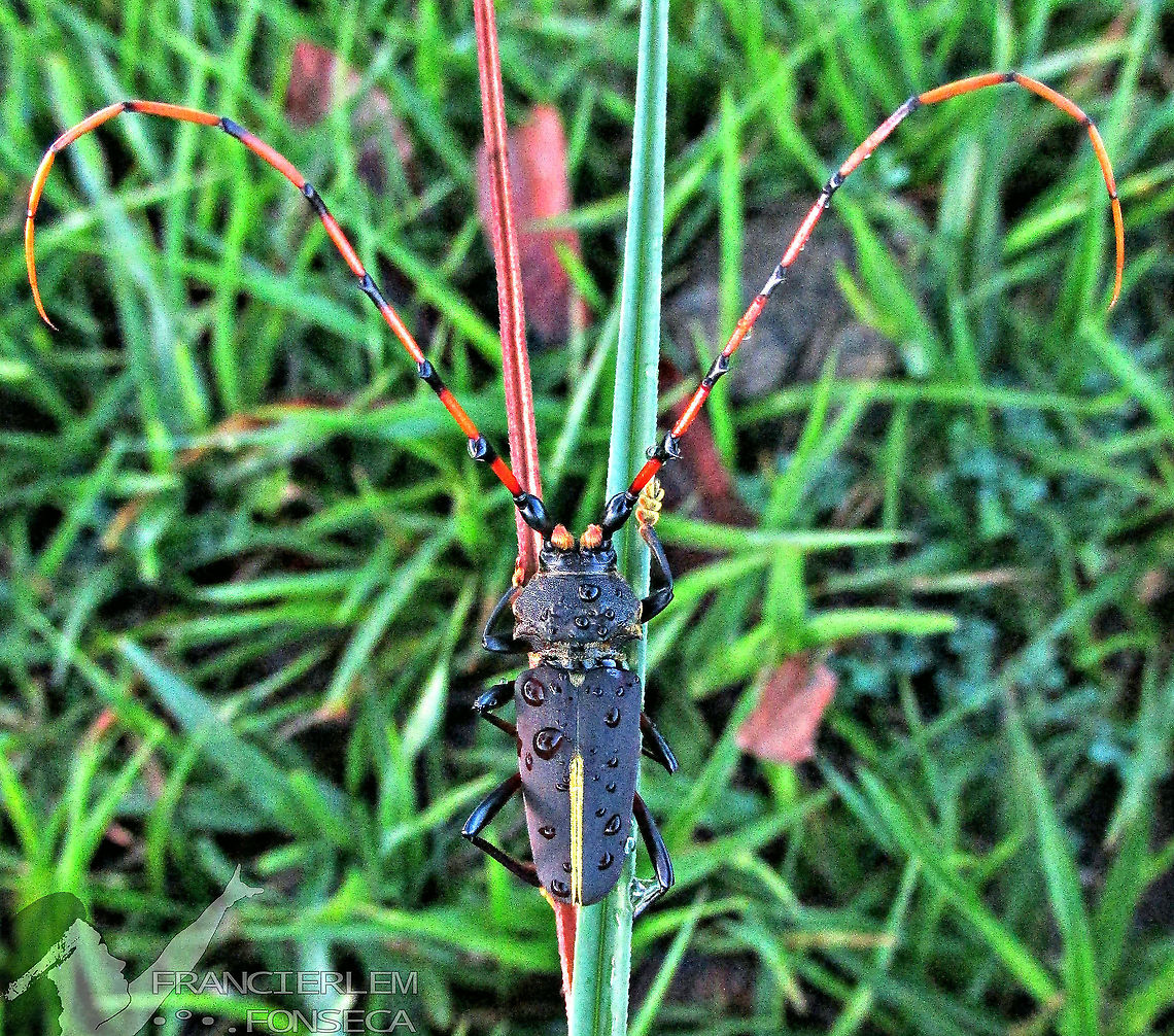 Dorcacerus babatus  Dorcacerus barbatus,cerambycidae