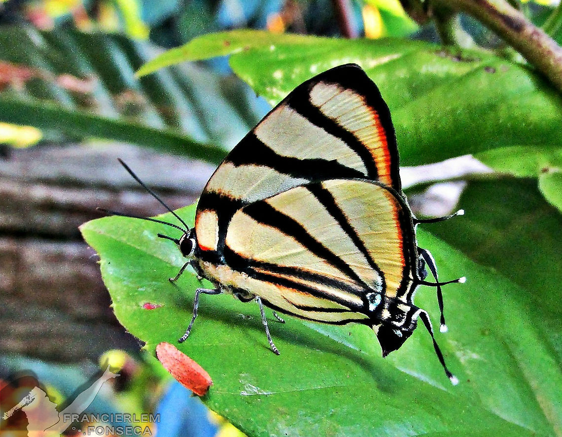 Panthiades phaleros  Lycaenidae,Panthiades phaleros