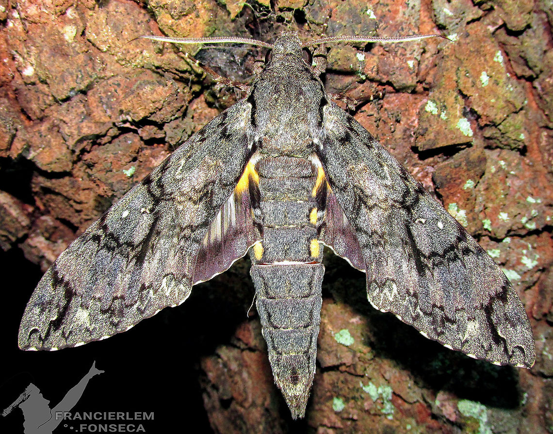 Cocytius antaeus  Cocytius antaeus,Giant sphinx,sphingidae