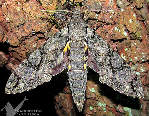 Cocytius antaeus  Cocytius antaeus,Giant sphinx,sphingidae