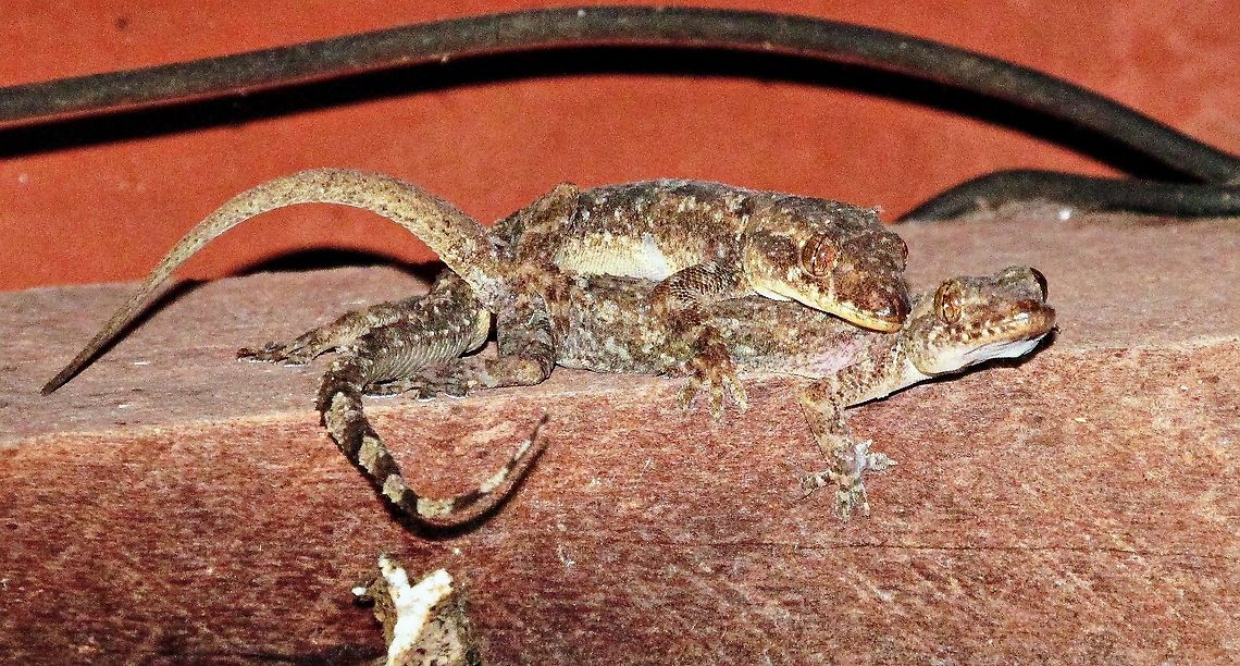 Hemidactylus mabouia <section class="video"><iframe width="448" height="282" src="https://www.youtube-nocookie.com/embed/NBfM6f0OHLE?hd=1&autoplay=0&rel=0" frameborder="0" allowfullscreen></iframe></section> Hemidactylus mabouia,Lizards,Tropical house gecko,with video