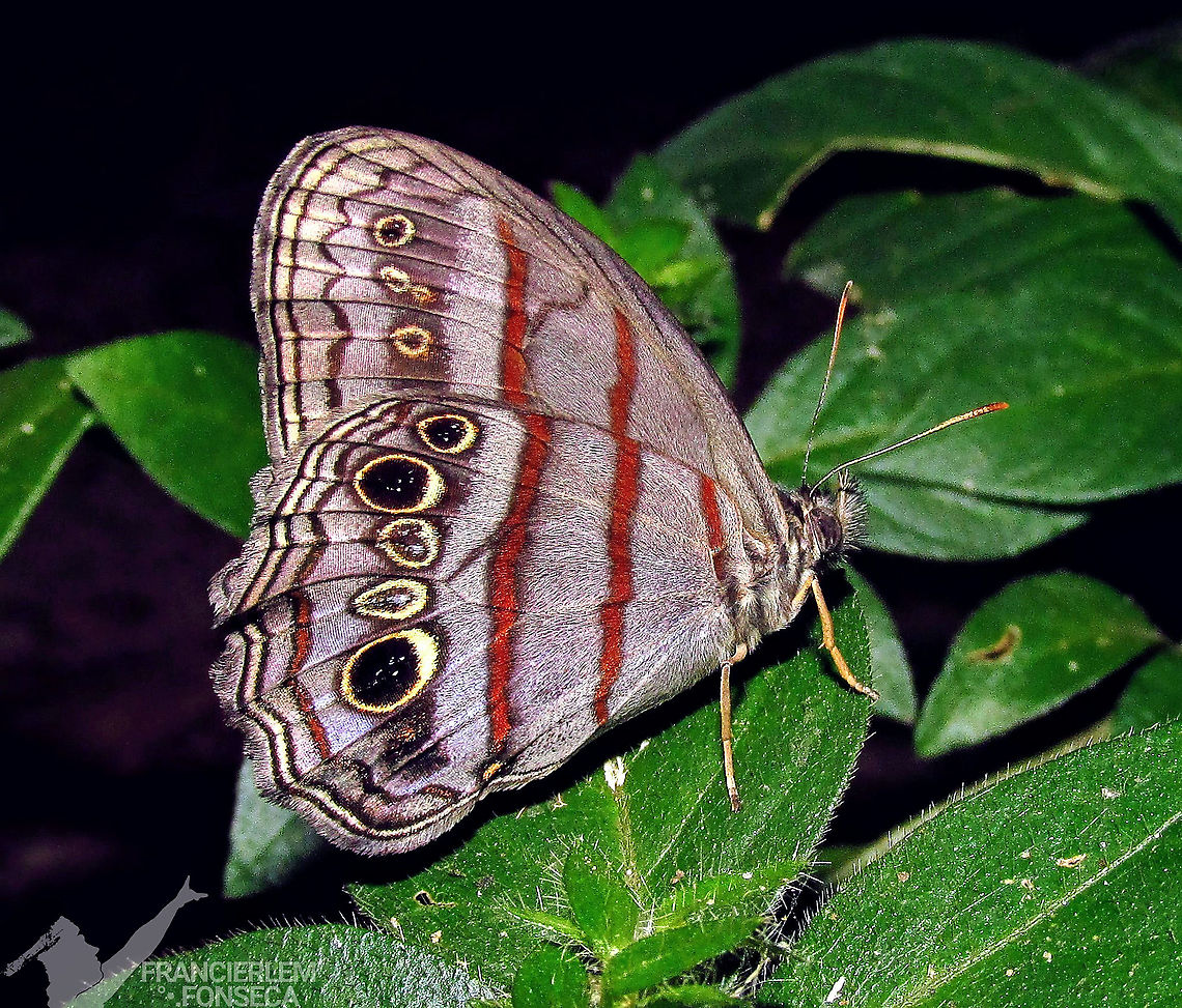 Magneuptychia libye  Libye Ringlet,Magneuptychia libye,Nymphalidae