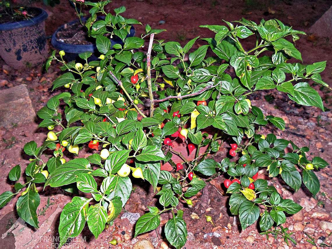 Capsicum chinense  Capsicum chinense,Green,Solanaceae,pepper,plant,red