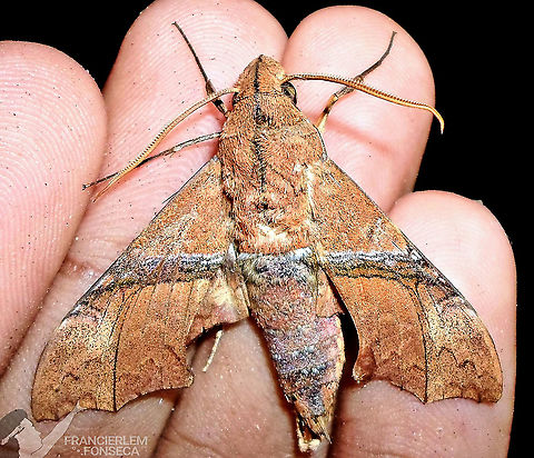 Aleuron iphis Estava ferida. Aleuron iphis,sphingidae