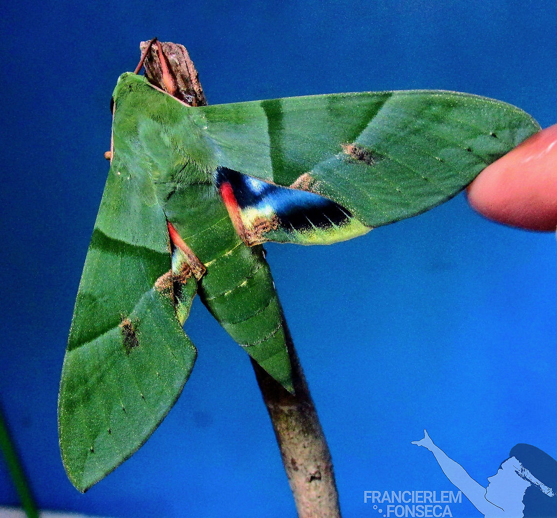 Eumorpha labruscae <section class="video"><iframe width="448" height="282" src="https://www.youtube-nocookie.com/embed/-7ZjTJtVeL8?hd=1&autoplay=0&rel=0" frameborder="0" allowfullscreen></iframe></section> Blue,Eumorpha labruscae,Gaudy sphinx,Green,sphingidae,with video