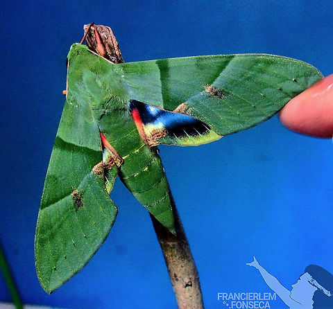 Eumorpha labruscae https://youtu.be/-7ZjTJtVeL8 Blue,Eumorpha labruscae,Gaudy sphinx,Green,sphingidae,with video