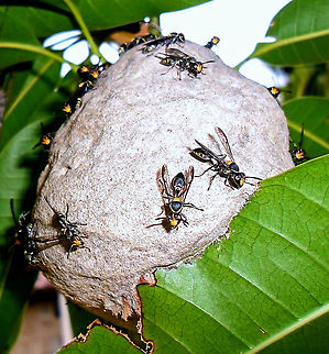 Polybia occidentalis  Hymenoptera,Polybia occidentalis