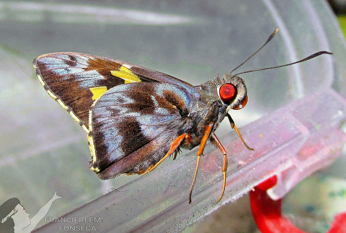 Perichares philetes <section class="video"><iframe width="448" height="282" src="https://www.youtube-nocookie.com/embed/7Nc8eF6R-JU?hd=1&autoplay=0&rel=0" frameborder="0" allowfullscreen></iframe></section> Green-backed Ruby-eye,Hesperiidae,Perichares philetes,with video