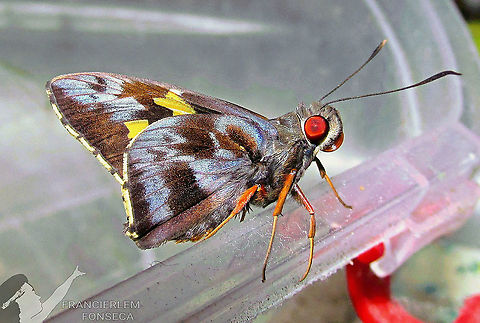 Perichares philetes https://youtu.be/7Nc8eF6R-JU Green-backed Ruby-eye,Hesperiidae,Perichares philetes,with video