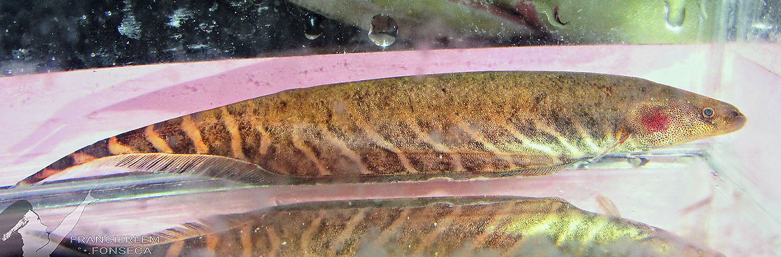 Gymnotus carapo Um pescador me deu. Depois das fotos e v&iacute;deos, foi solto.<br />
<section class="video"><iframe width="448" height="282" src="https://www.youtube-nocookie.com/embed/u0ZywwiWU9c?hd=1&autoplay=0&rel=0" frameborder="0" allowfullscreen></iframe></section> Banded knifefish,Gymnotus carapo,Peixes,gimnot&iacute;deos