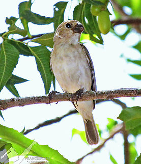 White-throated seedeater