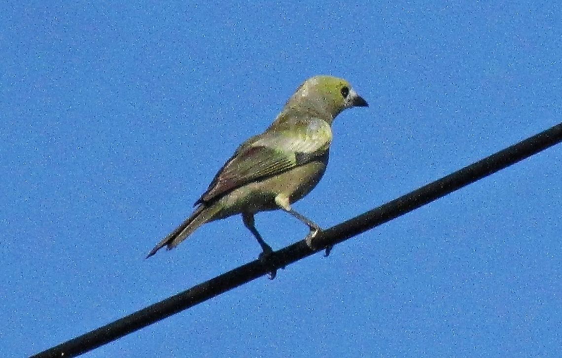Thraupis palmarum  Palm Tanager,Passeriformes,Thraupidae,Thraupis palmarum