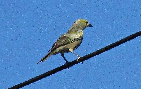 Thraupis palmarum  Palm Tanager,Passeriformes,Thraupidae,Thraupis palmarum