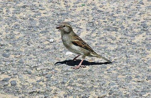 Pardal https://youtu.be/GuZQtSGBGZc House sparrow,Passer domesticus,Passeridae,Passeriformes