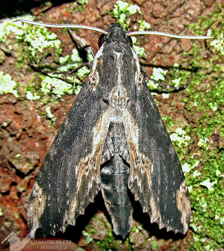 Erinnyis lassauxii  Erinnyis lassauxii,Lassauxs sphinx,sphingidae