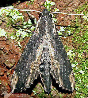 Erinnyis lassauxii  Erinnyis lassauxii,Lassauxs sphinx,sphingidae