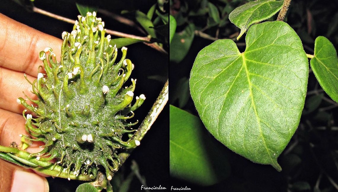 Matelea ganglinosa  Apocynaceae,Ibatia ganglinosa