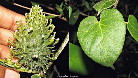 Matelea ganglinosa  Apocynaceae,Ibatia ganglinosa