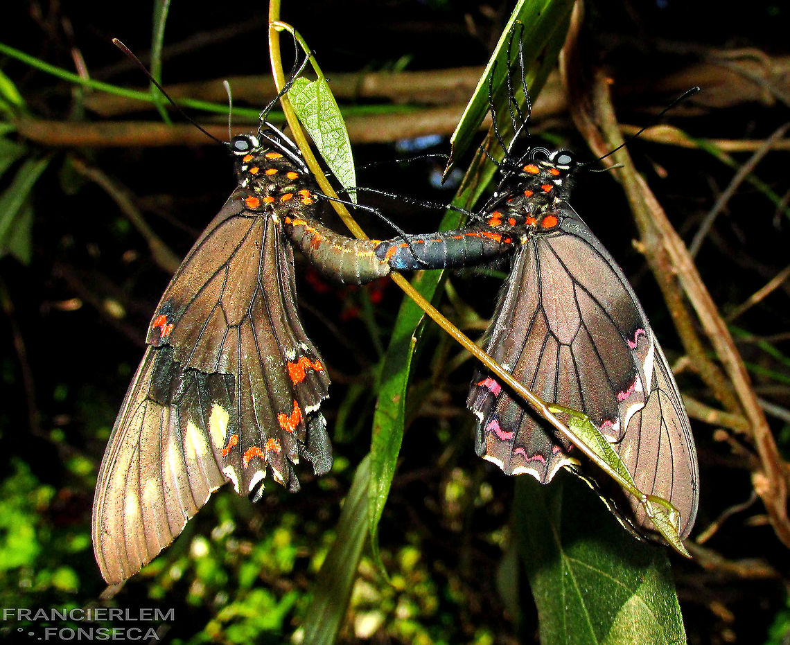 Battus polydamas <section class="video"><iframe width="448" height="282" src="https://www.youtube-nocookie.com/embed/j8OOuS-OFOI?hd=1&autoplay=0&rel=0" frameborder="0" allowfullscreen></iframe></section> Battus polydamas,Papilionidae