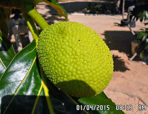 Artocarpus altilis  Artocarpus altilis,Breadfruit,Fruit,Moraceae