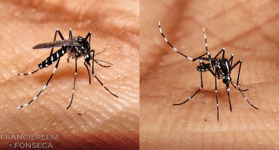 Aedes albopictus <section class="video"><iframe width="448" height="282" src="https://www.youtube-nocookie.com/embed/QJF-LwVnJ-8?hd=1&autoplay=0&rel=0" frameborder="0" allowfullscreen></iframe></section> Aedes albopictus,Asian tiger mosquito,Culicidae,Diptera,with video