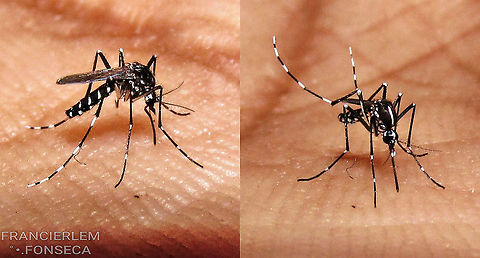 Aedes albopictus https://youtu.be/QJF-LwVnJ-8 Aedes albopictus,Asian tiger mosquito,Culicidae,Diptera,with video