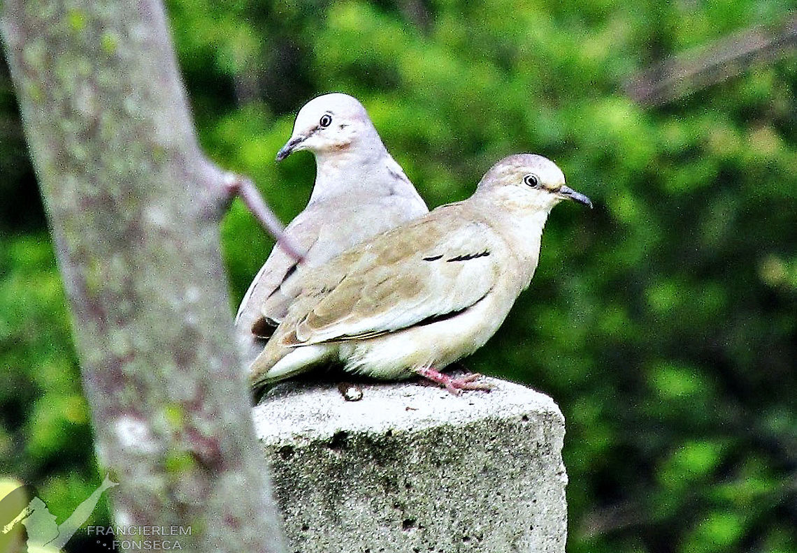 Columbina picui  Columbidae,Columbina picui,Picui ground dove