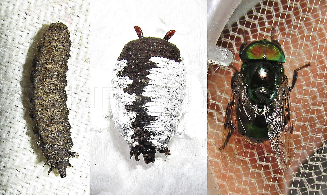 Ornidia obesa <section class="video"><iframe width="448" height="282" src="https://www.youtube-nocookie.com/embed/V6I5GrVaTt0?hd=1&autoplay=0&rel=0" frameborder="0" allowfullscreen></iframe></section> Diptera,Green,Ornidia obesa,Syrphidae,larva,pupa,with video