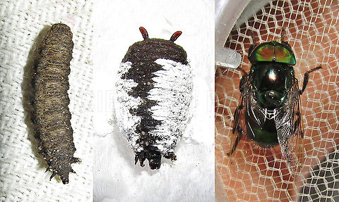 Ornidia obesa https://youtu.be/V6I5GrVaTt0 Diptera,Green,Ornidia obesa,Syrphidae,larva,pupa,with video