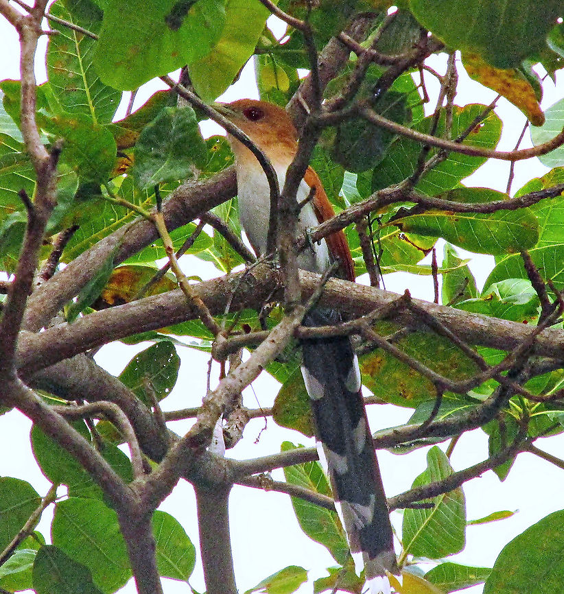 Alma-de-gato (Piaya cayana)  Cuculidae,Piaya cayana,Squirrel cuckoo