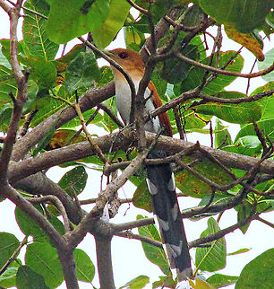 Alma-de-gato (Piaya cayana) Cuculidae,Piaya cayana,Squirrel cuckoo
