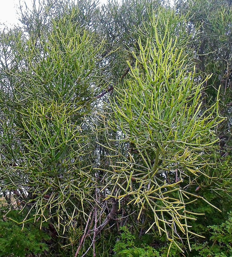 Euphorbia tirucalli  Euphorbia tirucalli,Euphorbiaceae,Firestick plants