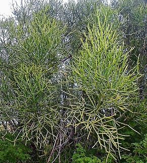 Euphorbia tirucalli  Euphorbia tirucalli,Euphorbiaceae,Firestick plants