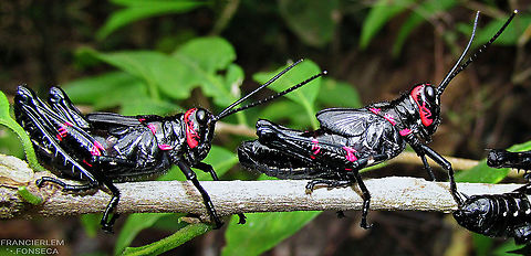Chromacris speciosa (ninfa)  Chromacris speciosa,Orthoptera,Soldier Grasshopper,black,nymph