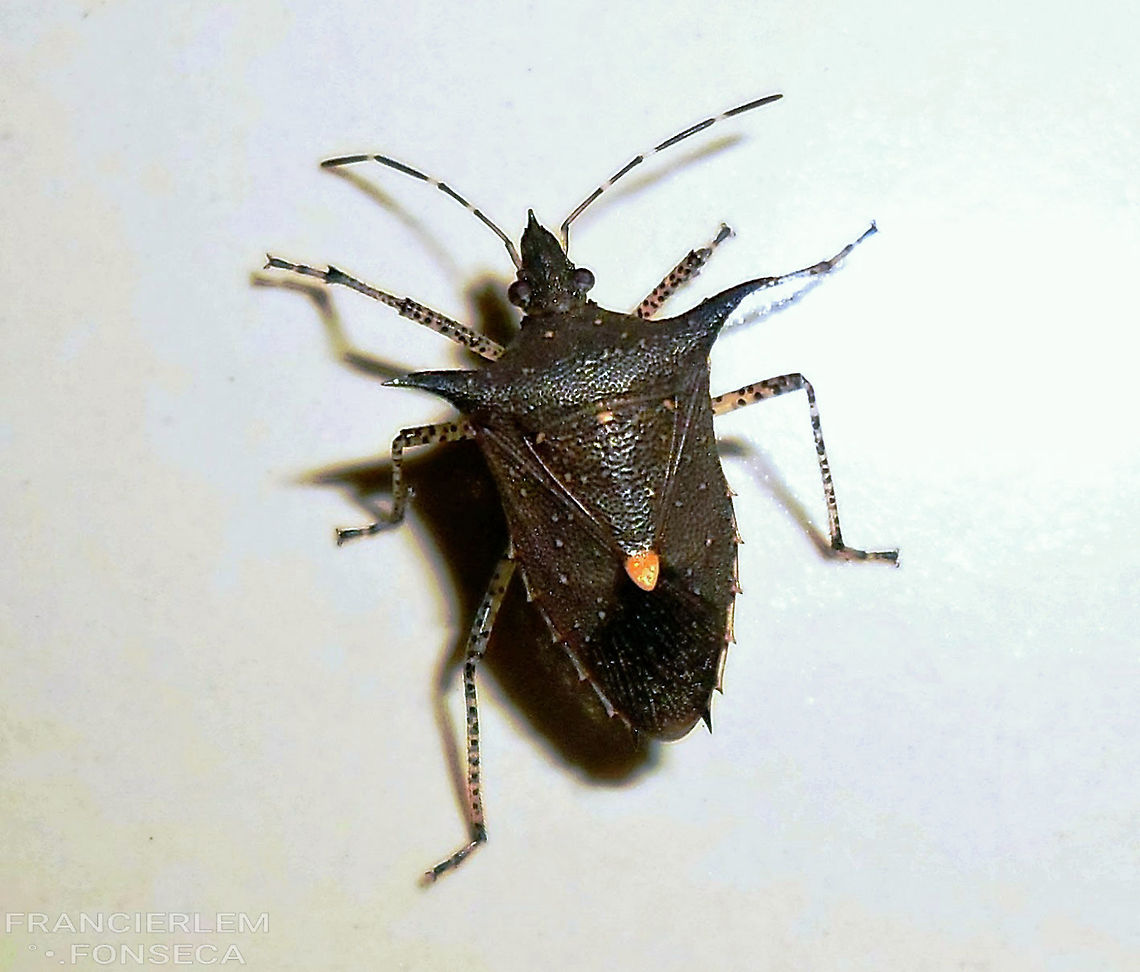 Euschistus heros  Euschistus heros,Neotropical Brown Stink Bug,Pentatomidae,bug,hemiptera
