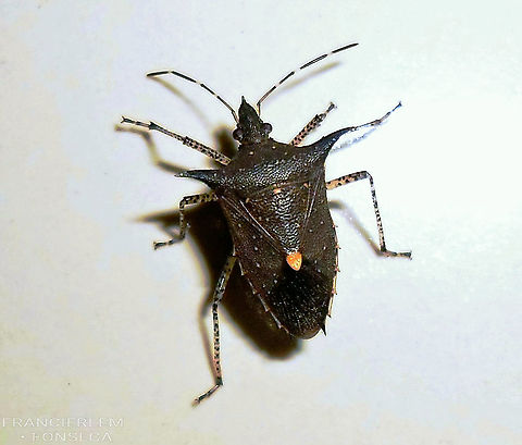 Euschistus heros  Euschistus heros,Neotropical Brown Stink Bug,Pentatomidae,bug,hemiptera