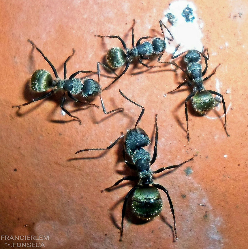 Camponotus mus  Ants,Camponotus mus,Formicidae