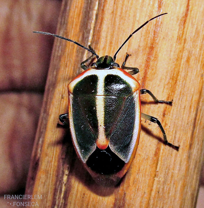 Roferta marginalis <section class="video"><iframe width="448" height="282" src="https://www.youtube-nocookie.com/embed/X4npOJlQHPM?hd=1&autoplay=0&rel=0" frameborder="0" allowfullscreen></iframe></section> Pentatomidae,Roferta marginalis,bug