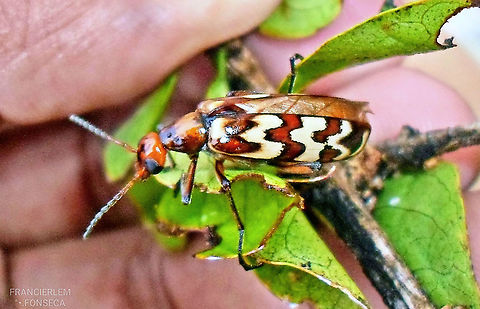 Pyrota centenaria  Brazil,Geotagged,Meloidae,Pyrota centenaria,red