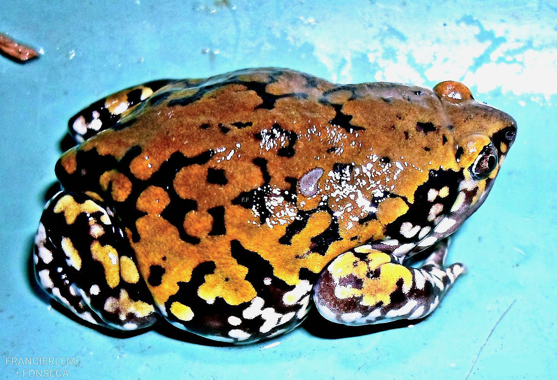 Dermatonotus muelleri  Dermatonotus,Dermatonotus muelleri,Microhylidae,frog