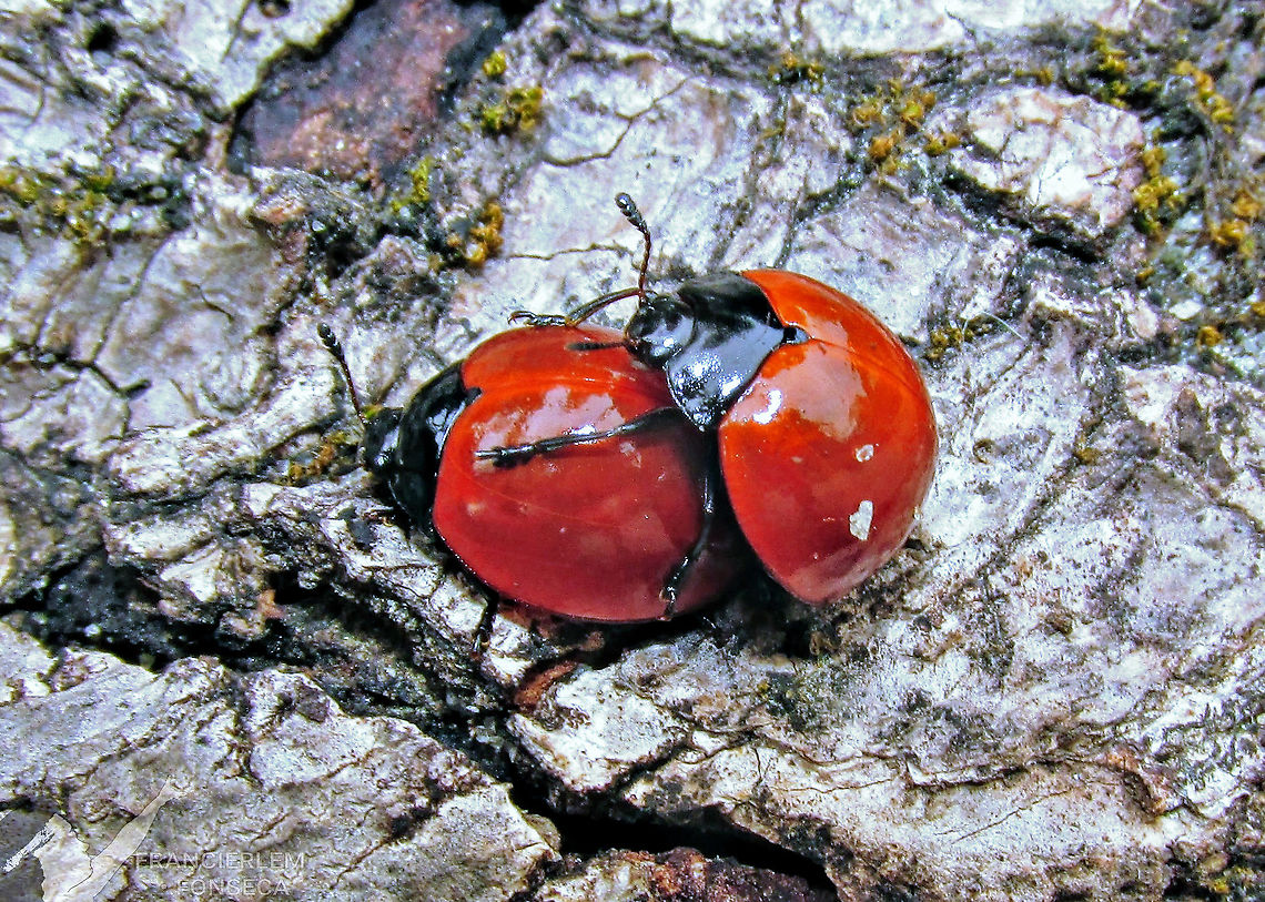 Aegithus clavicornis  Aegithus clavicornis,Erotylidae,red