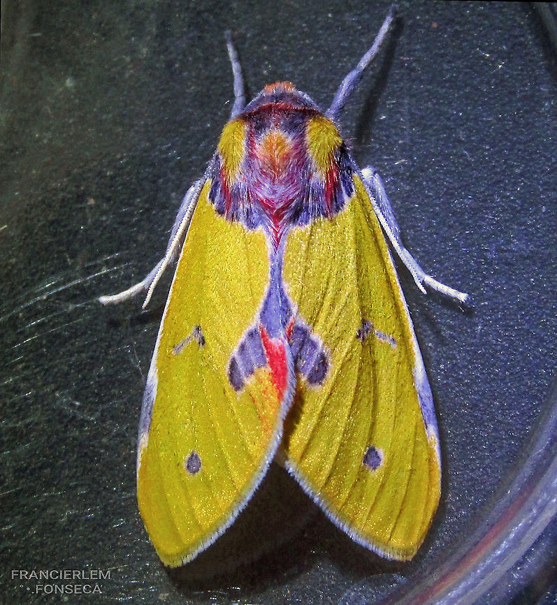 Idalus citrina <section class="video"><iframe width="448" height="282" src="https://www.youtube-nocookie.com/embed/vHQEv-uZVfg?hd=1&autoplay=0&rel=0" frameborder="0" allowfullscreen></iframe></section> Idalus citrina,erebidae,yellow