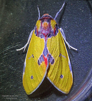 Idalus citrina https://youtu.be/vHQEv-uZVfg Idalus citrina,erebidae,yellow
