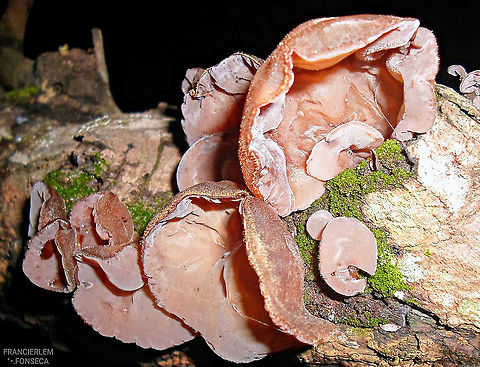 Auricularia polytricha  Auricularia polytricha,Cloud ear fungus,Fungus