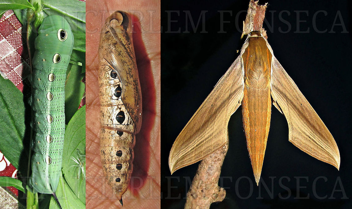 Xylophanes tersa  Caterpillar,Tersa Sphinx,Xylophanes tersa,pupa,sphingidae