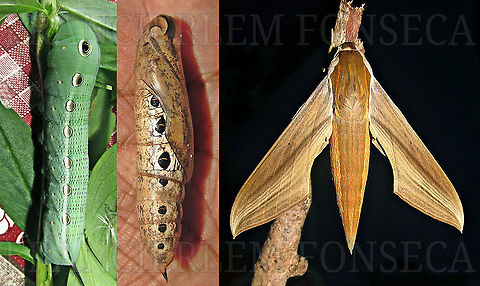 Xylophanes tersa  Caterpillar,Tersa Sphinx,Xylophanes tersa,pupa,sphingidae