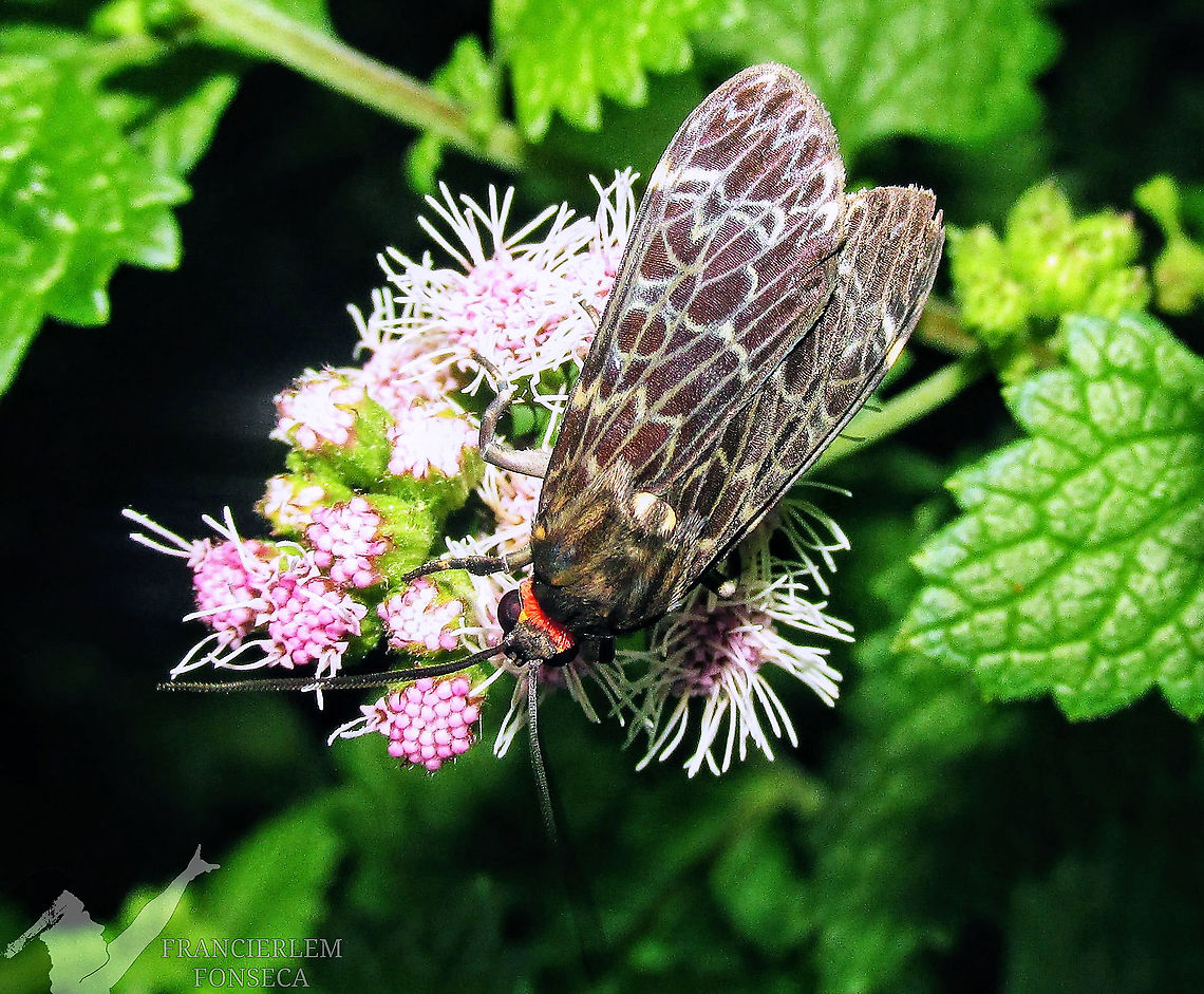 Eucereon compositum <section class="video"><iframe width="448" height="282" src="https://www.youtube-nocookie.com/embed/M7TAtJs16I8?hd=1&autoplay=0&rel=0" frameborder="0" allowfullscreen></iframe></section> Black-veil Moth,Eucereon compositum,erebidae,with video