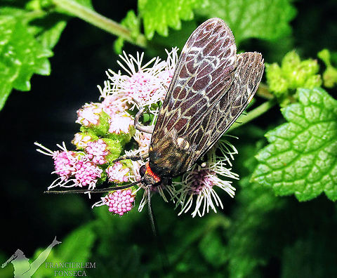 Eucereon compositum https://youtu.be/M7TAtJs16I8 Black-veil Moth,Eucereon compositum,erebidae,with video