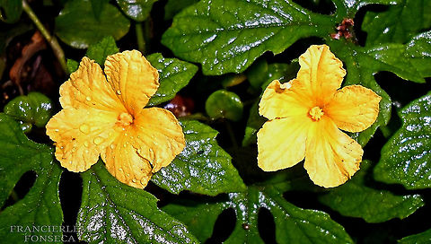 Momordica charantia  Cucurbitaceae,Momordica charantia,flower,yellow